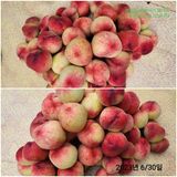 팜모닝 복숭아·자유게시판 게시글 이미지