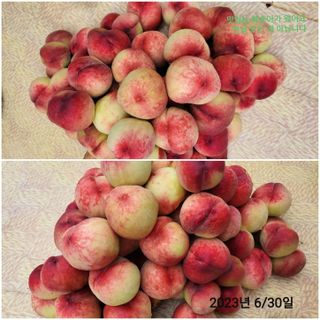 김수연님의 복숭아 · 자유게시판 작성글 사진