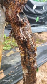 팜모닝 감·병해충상담 게시글 이미지