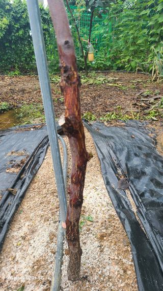 초짜농부님의 감 · 병해충상담 작성글 사진