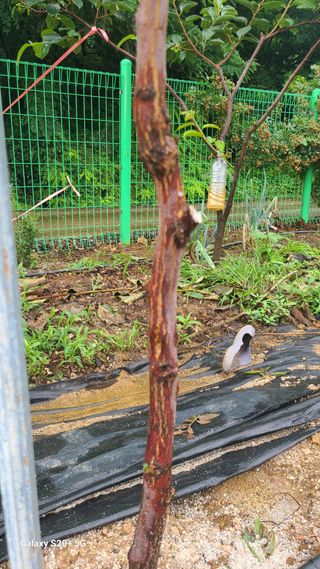 초짜농부님의 감 · 병해충상담 작성글 사진