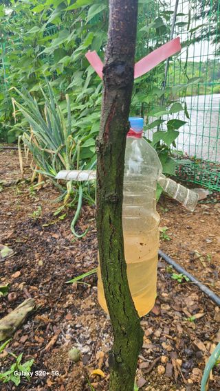 초짜농부님의 감 · 병해충상담 작성글 사진