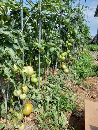 당진수농원박선이님의 자유주제 · 자유게시판 작성글 사진