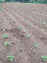 팜모닝 들깨·자유게시판 게시글 이미지