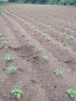 마늘9901님의 들깨 · 자유게시판 작성글 사진