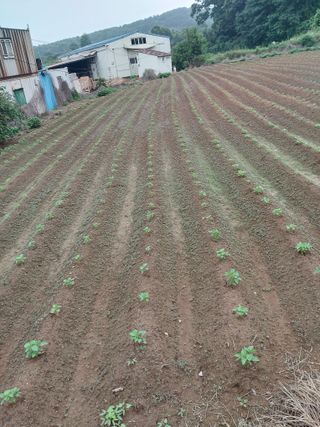 마늘9901님의 들깨 · 자유게시판 작성글 사진