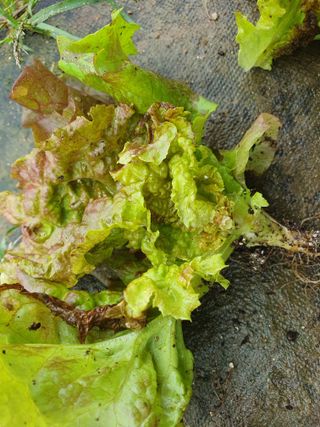 김원택님의 상추 · 병해충상담 작성글 사진