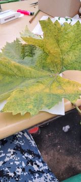 팜모닝 포도·병해충상담 게시글 이미지