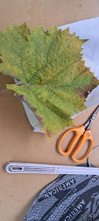 김영수님의 포도 · 병해충상담 작성글 사진