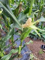 팜모닝 옥수수·자유게시판 게시글 이미지