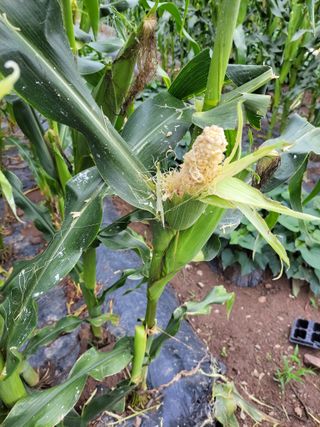 이영철님의 옥수수 · 자유게시판 작성글 사진