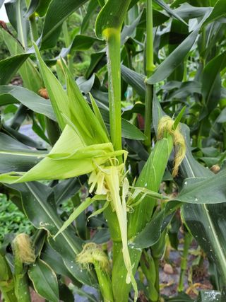 이영철님의 옥수수 · 자유게시판 작성글 사진