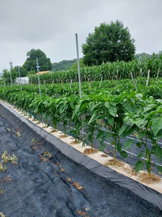 마늘9901님의 고추 · 지주설치•유인•성장 작성글 사진