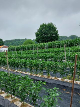 마늘9901님의 고추 · 지주설치•유인•성장 작성글 사진