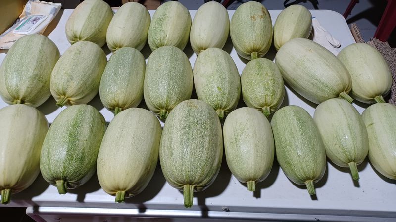 장터 상품 [국수호박] 썸네일