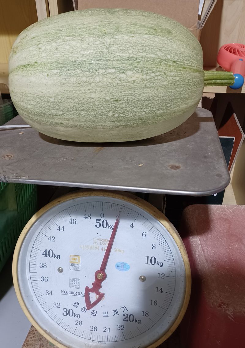 산성골농장님의 장터 판매 상품 [국수호박] 첨부 사진