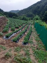 팜모닝 장마 대비 어떻게 하셨나요?·참여 게시글 이미지