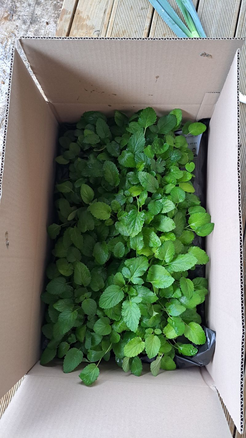 손동원님의 장터 판매 상품 [단삼 모종 100개  30000원] 첨부 사진