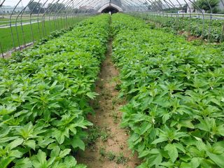 정진해님의 참깨 · 자유게시판 작성글 사진