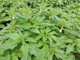 정진해님의 참깨 · 자유게시판 작성글 사진