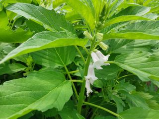 정진해님의 참깨 · 자유게시판 작성글 사진