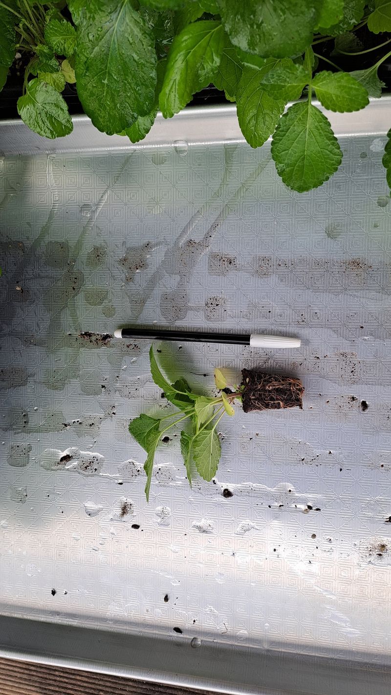 손동원님의 장터 판매 상품 [단삼  모종 판매 100개 30000원 ] 첨부 사진