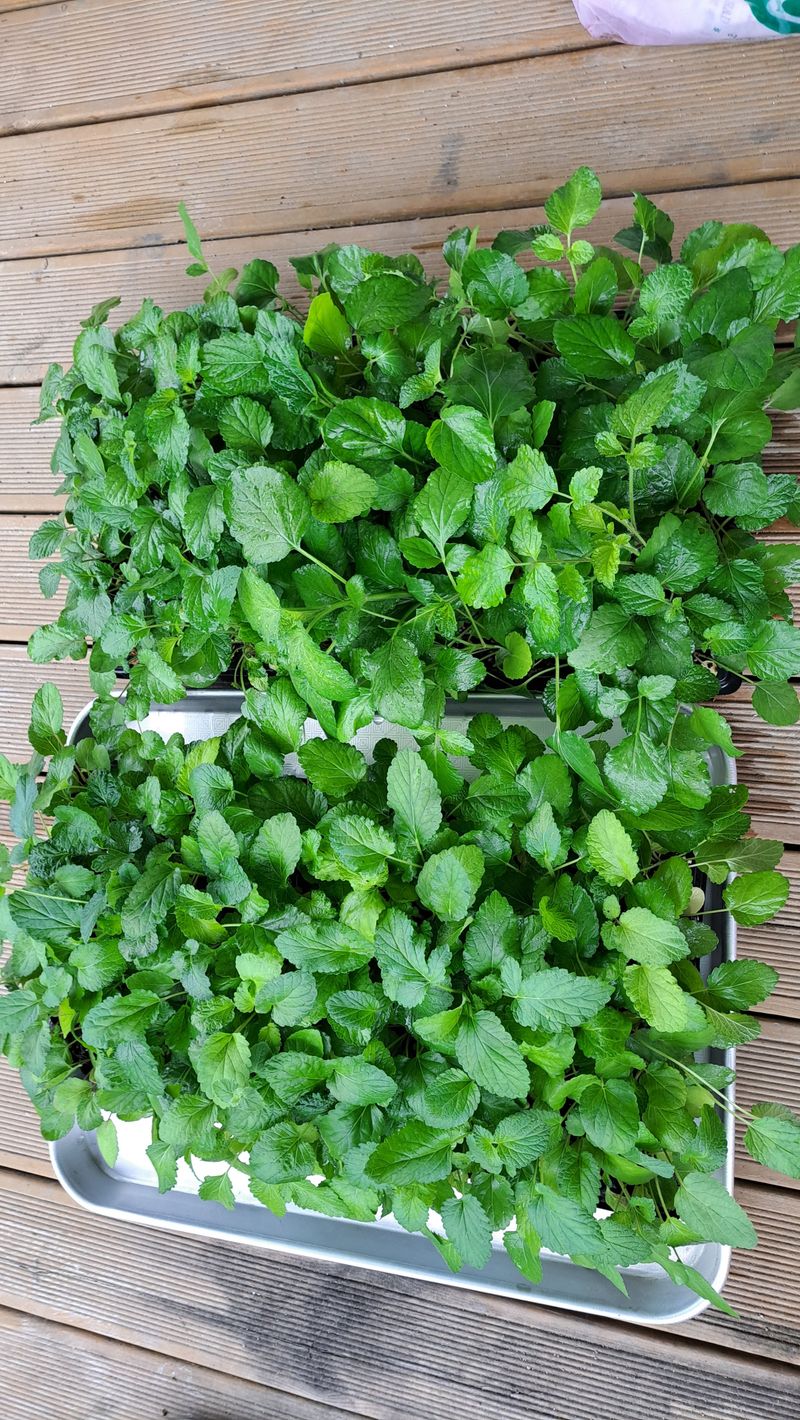 손동원님의 장터 판매 상품 [단삼  모종 판매 100개 30000원 ] 첨부 사진