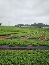 팜모닝 기타작물·자유게시판 게시글 이미지