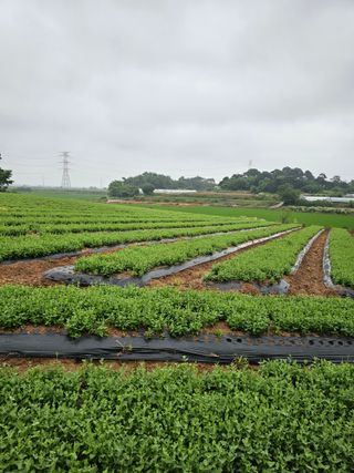 도라지고모님의 기타작물 · 자유게시판 작성글 사진