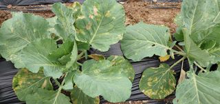 복이네님의 배추 · 병해충상담 작성글 사진