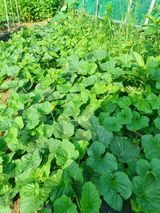 팜모닝 장마 대비 어떻게 하셨나요?·참여 게시글 이미지