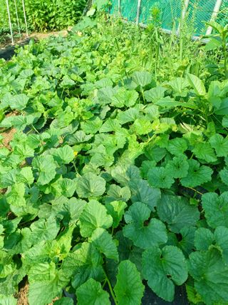 문영식님의 장마 대비 어떻게 하셨나요? · 참여 작성글 사진