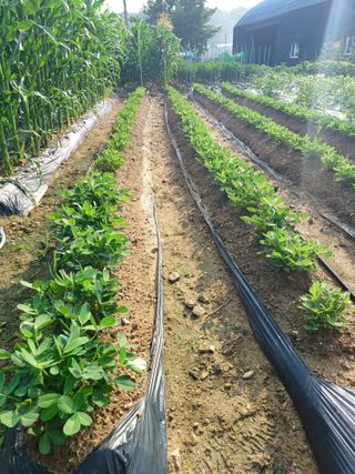 문영식님의 장마 대비 어떻게 하셨나요? · 참여 작성글 사진