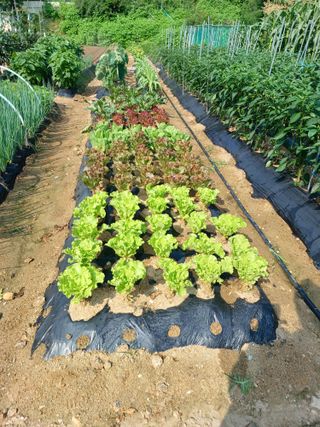 문영식님의 장마 대비 어떻게 하셨나요? · 참여 작성글 사진