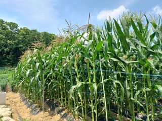 문영식님의 장마 대비 어떻게 하셨나요? · 참여 작성글 사진