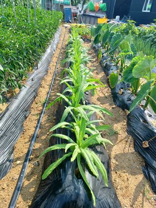 문영식님의 장마 대비 어떻게 하셨나요? · 참여 작성글 사진