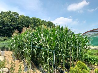 문영식님의 장마 대비 어떻게 하셨나요? · 참여 작성글 사진