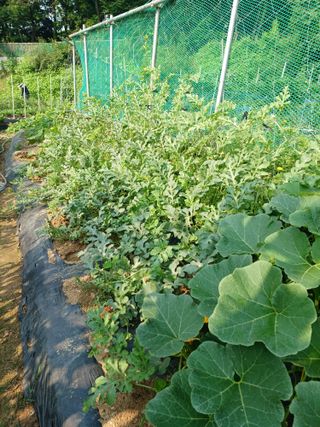 문영식님의 장마 대비 어떻게 하셨나요? · 참여 작성글 사진