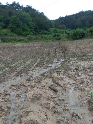 이성수님의 콩 · 자유게시판 작성글 사진