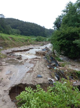 이성수님의 콩 · 자유게시판 작성글 사진