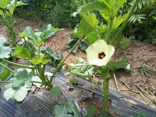 김경수님의 기타작물 · 자유게시판 작성글 사진