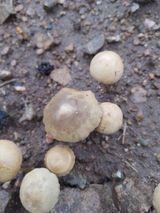 팜모닝 기타작물·자유게시판 게시글 이미지