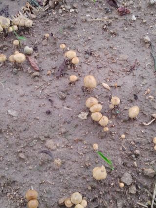 엉뚱한농사꾼임경섭님의 기타작물 · 자유게시판 작성글 사진