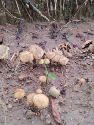 엉뚱한농사꾼임경섭님의 기타작물 · 자유게시판 작성글 사진