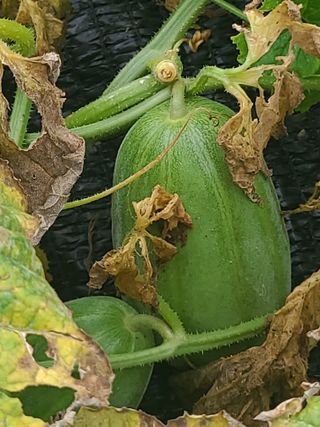 은희...소확행^^님의 기타작물 · 병해충상담 작성글 사진