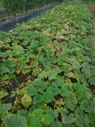 은희...소확행^^님의 기타작물 · 병해충상담 작성글 사진