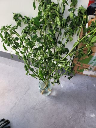 대산농사대장님의 고추 · 병해충상담 작성글 사진