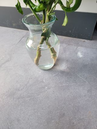 대산농사대장님의 고추 · 병해충상담 작성글 사진