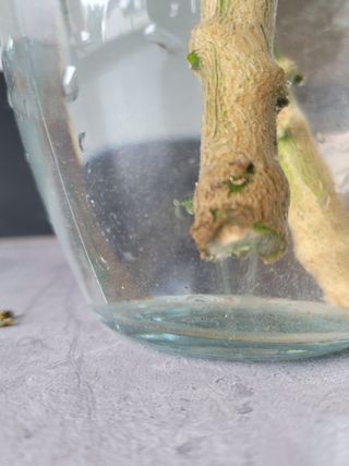 대산농사대장님의 고추 · 병해충상담 작성글 사진