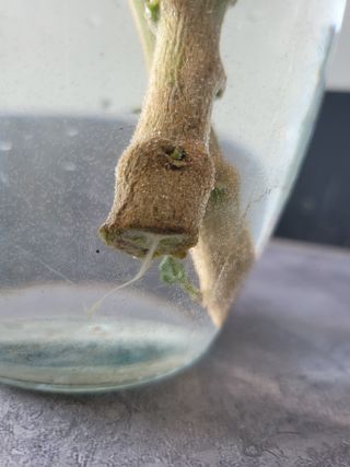 대산농사대장님의 고추 · 병해충상담 작성글 사진